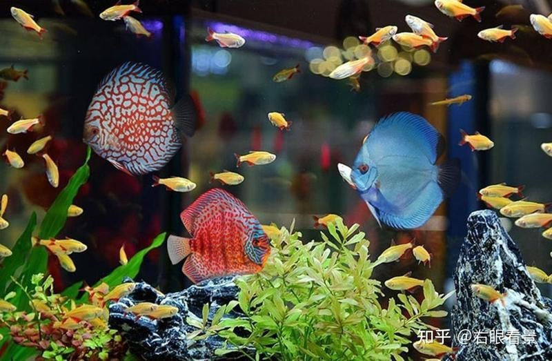 武威市涼州區(qū)可麗愛(ài)水族店（武威市涼州區(qū)可麗愛(ài)水族店電話）