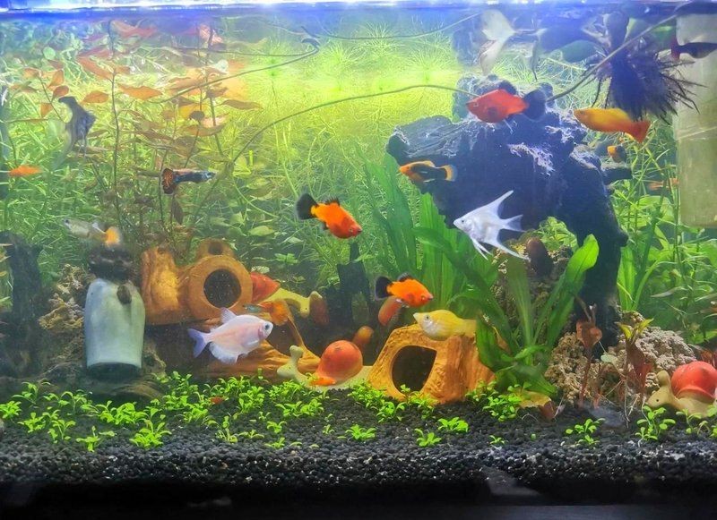 武威市涼州區(qū)可麗愛水族店（武威市涼州區(qū)可麗愛水族店電話）