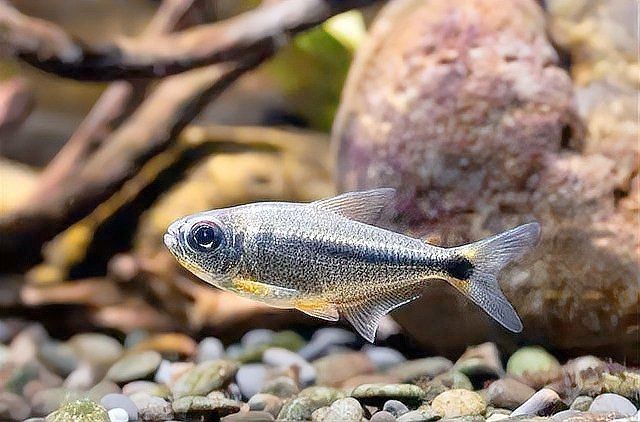 武威市涼州區(qū)可麗愛水族店（武威市涼州區(qū)可麗愛水族店電話）