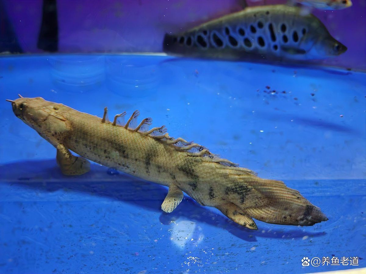 武威市涼州區(qū)可麗愛水族店（武威市涼州區(qū)可麗愛水族店電話）