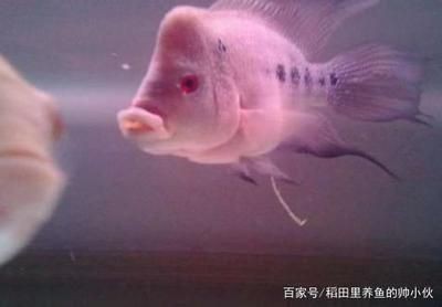 龍魚可以吃金魚嗎：龍魚可以吃金魚嗎，