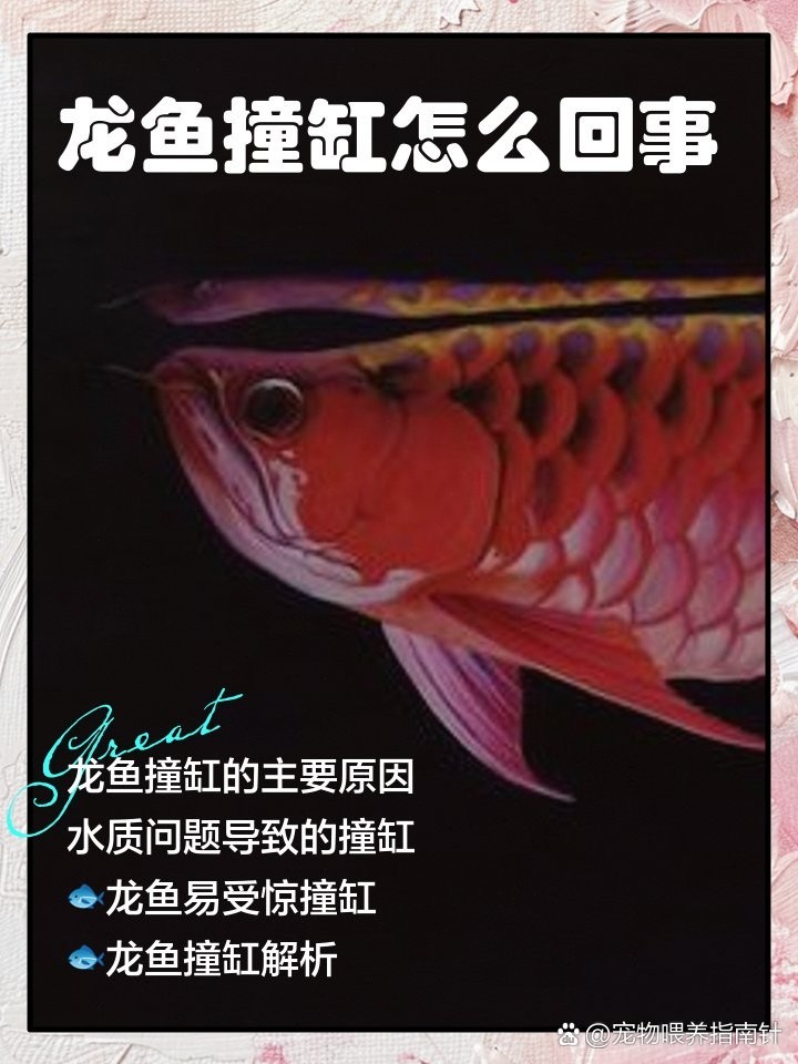 龍魚突然劇烈撞缸了怎么辦