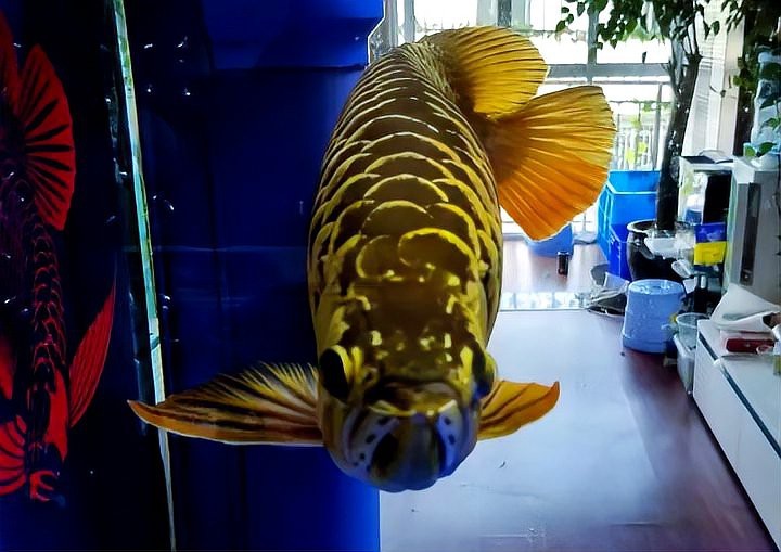龍魚(yú)公母怎么區(qū)分