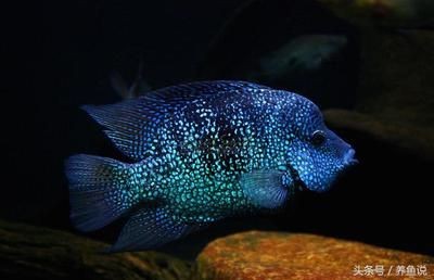 藍色金龍魚值多少錢一只：藍色金龍魚的價格是多少錢一條金龍魚多少錢一條
