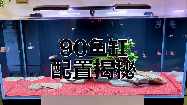 如何優化90cm缸的飼養環境？