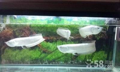 銀龍魚養(yǎng)多久才長到50cm（銀龍魚的生長速度受哪些因素影響？）