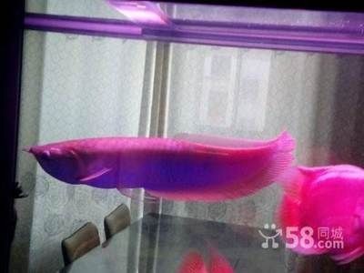 銀龍魚養(yǎng)多久才長到50cm（銀龍魚的生長速度受哪些因素影響？）