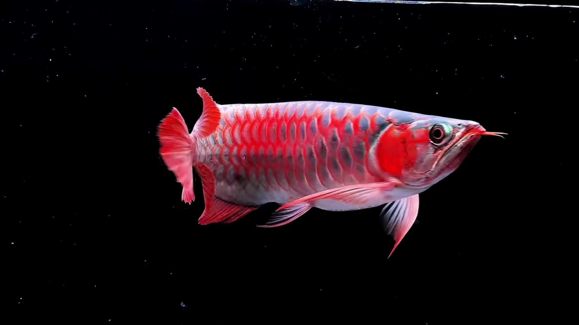 給我推薦幾家信譽良好的紅龍魚商