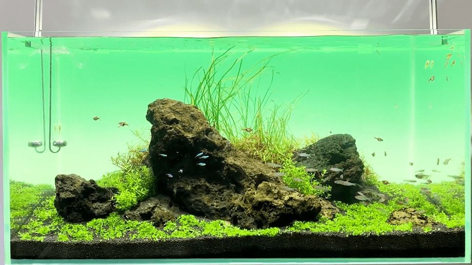 過濾石放魚缸里可以嗎（魚缸水質管理的全面解析）