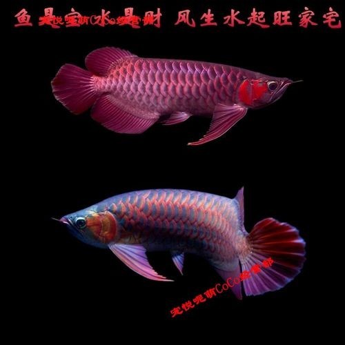 20cm紅龍魚一般多少錢
