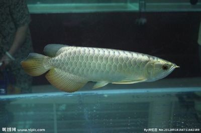 養金龍魚用什么顏色的背景（養金龍魚時，選擇合適的背景顏色對于金龍魚的生長和健康有著重要影響）