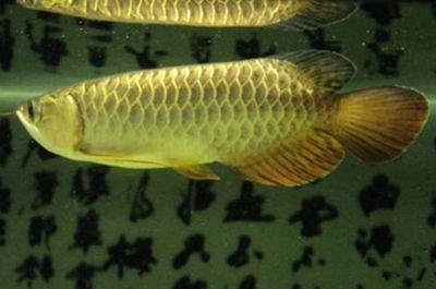 龍魚怎么養出狀態快速的魚缸：養殖龍魚需要考慮的問題