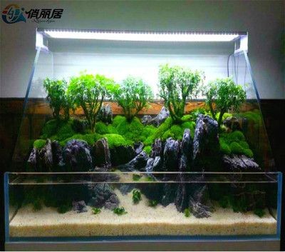 魚缸造景視頻素材：魚缸造景技巧