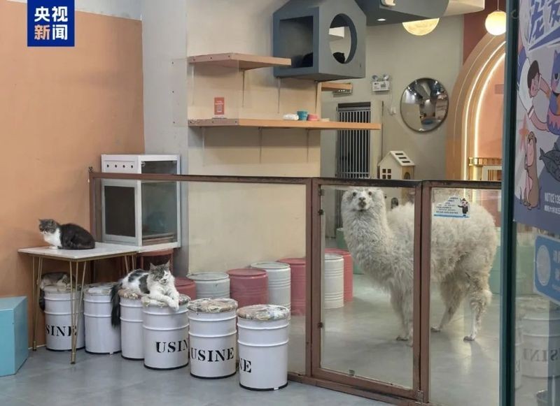 水豚和羊駝哪個更適合家庭飼養？
