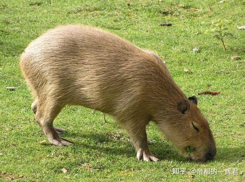 水豚和羊駝哪個更適合家庭飼養？