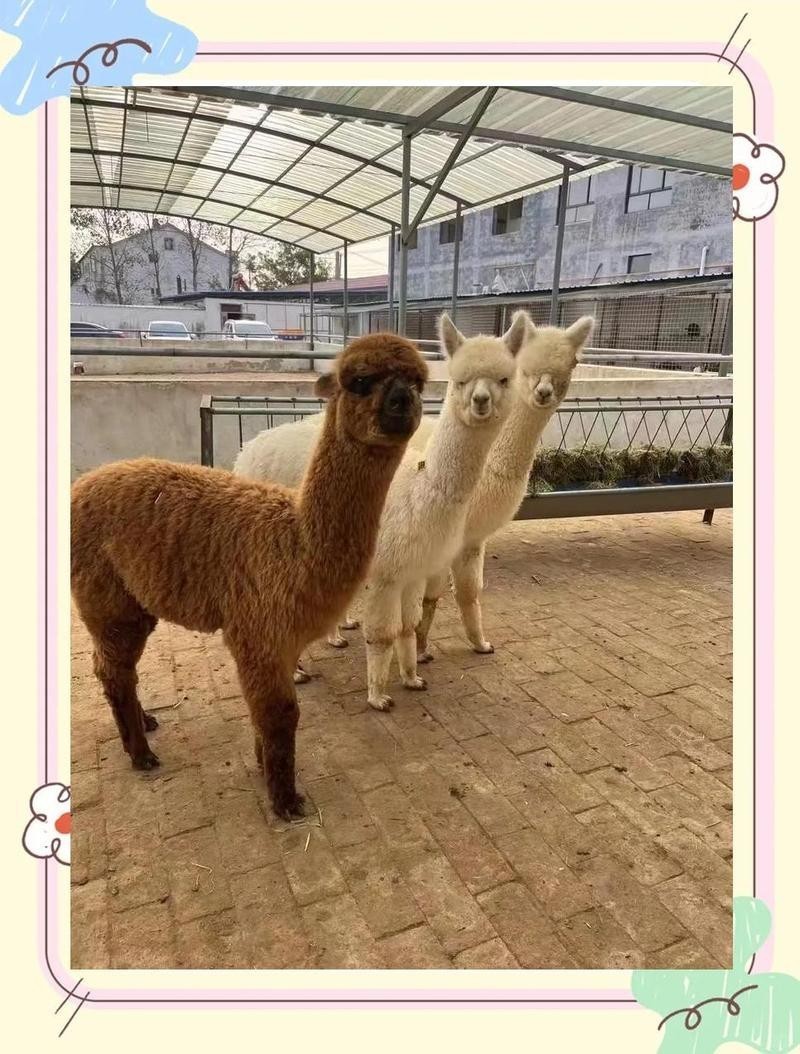 水豚和羊駝哪個更適合家庭飼養？
