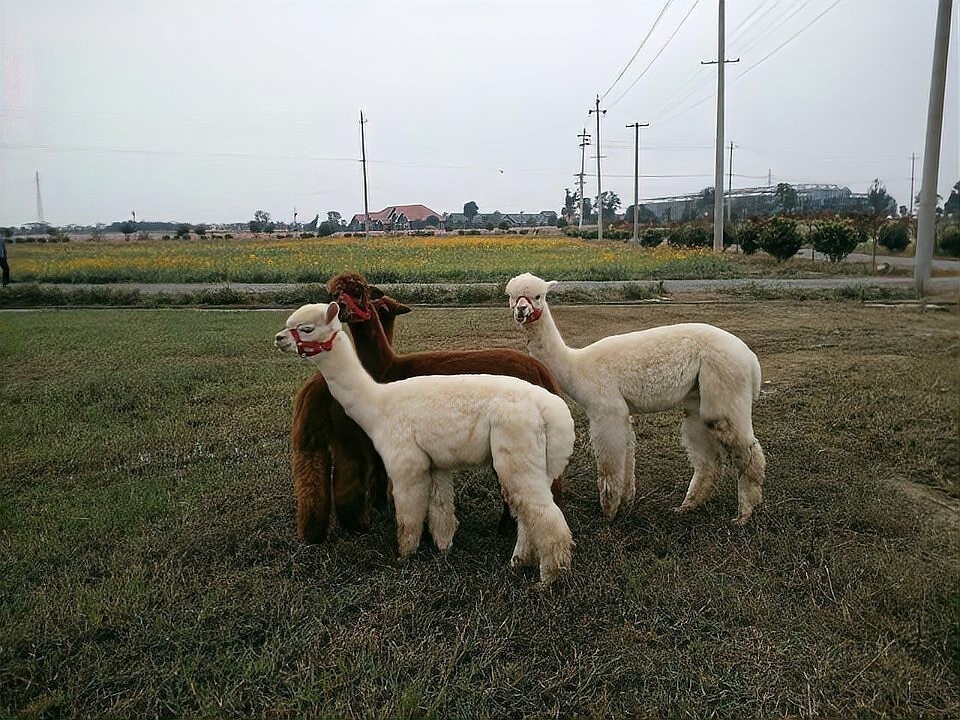 水豚和羊駝哪個更適合家庭飼養？