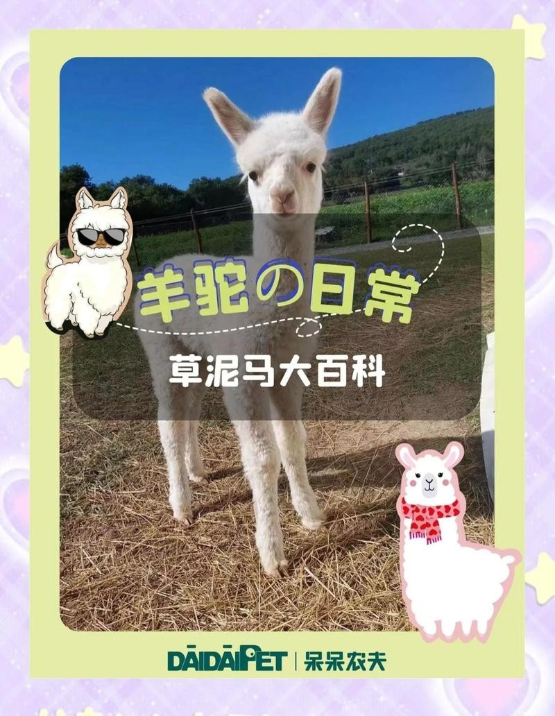 水豚和羊駝哪個更適合家庭飼養？