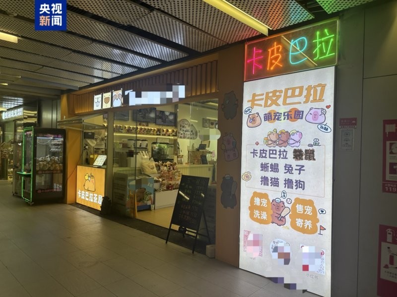 水豚和羊駝哪個更適合家庭飼養？