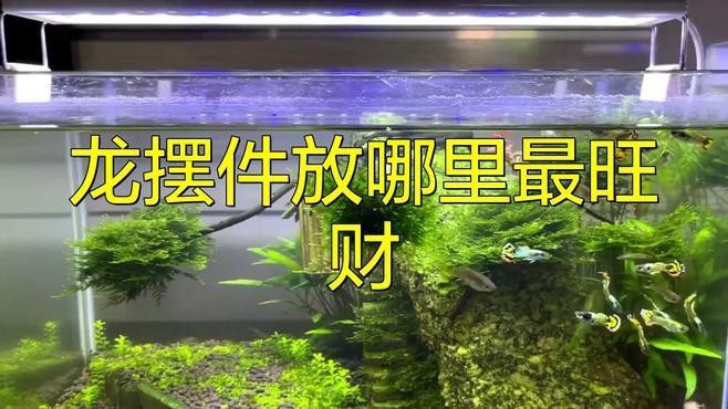龍魚擺件放在家里哪個位置最好？