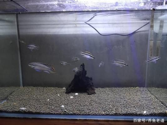 小魚缸養大魚技巧：如何將小缸養大魚的技巧