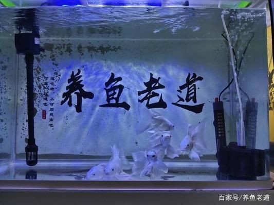 小魚缸養大魚技巧：如何將小缸養大魚的技巧