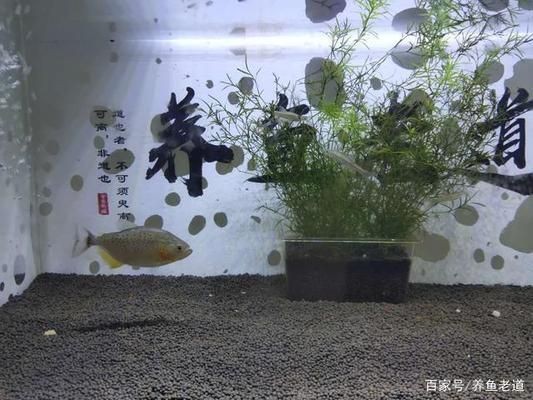 小魚缸養大魚技巧：如何將小缸養大魚的技巧
