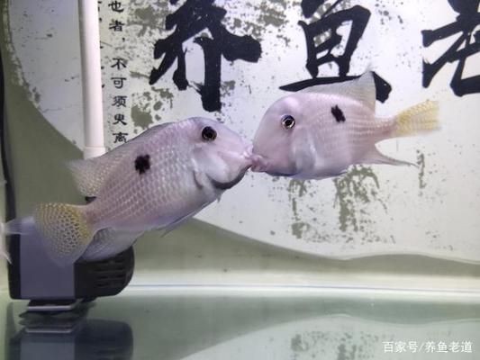 小魚缸養大魚技巧：如何將小缸養大魚的技巧