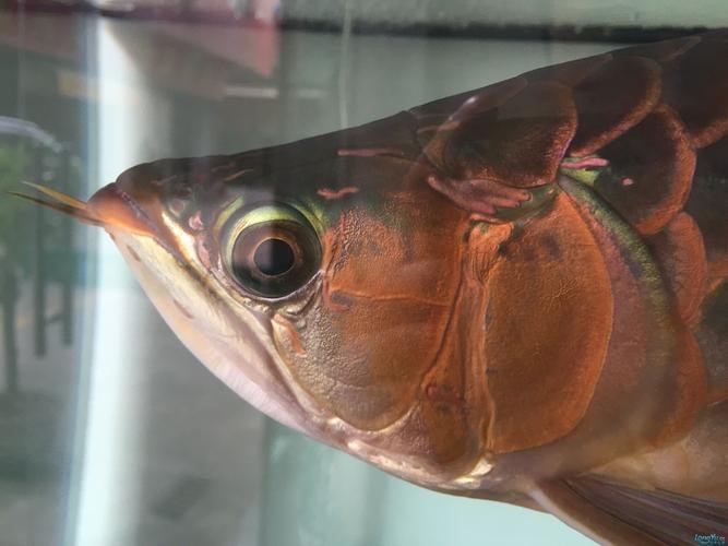 龍魚眼白膜最怕三個東西圖片