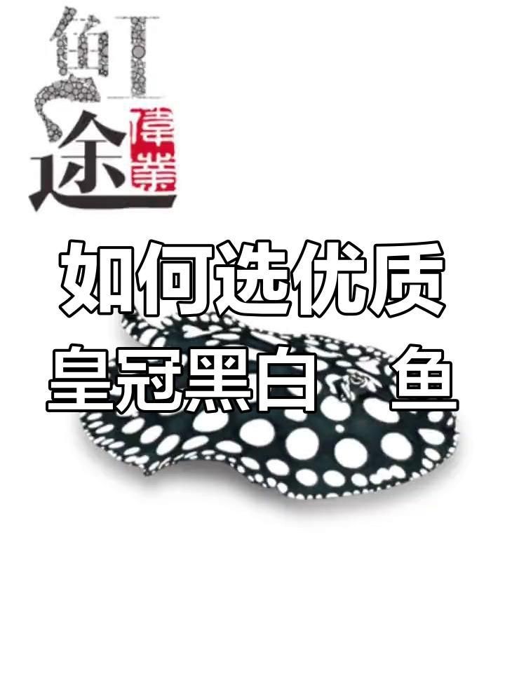 皇冠魟魚怎么看品質(zhì)