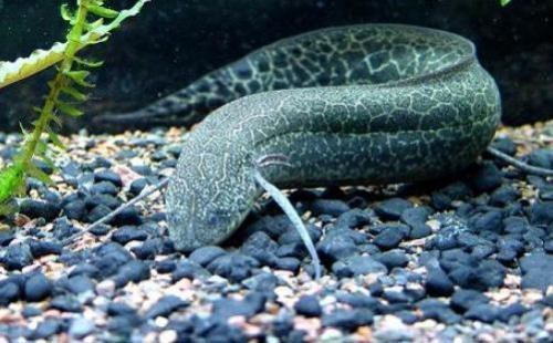 肺魚在中國有嗎