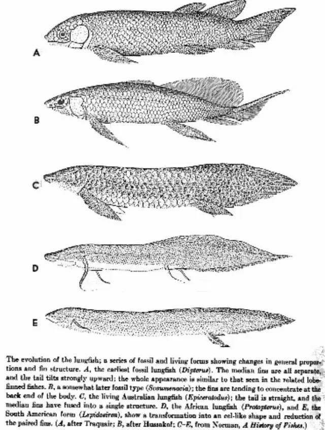 肺魚在中國有嗎