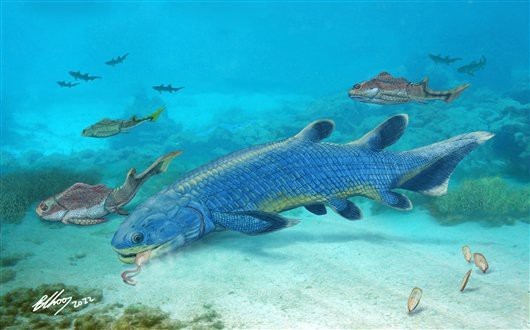 肺魚在中國有嗎 肺魚在中國有嗎 龍魚論壇 第4張