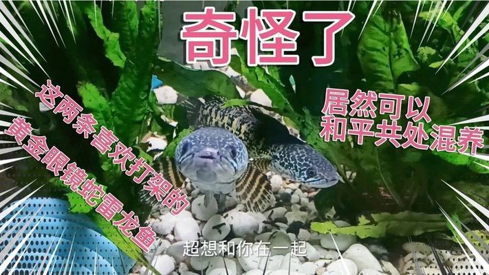 開發區天然石景生態水族超市（開發區天然石景生態水族超市地址）