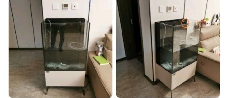 方魚缸好嗎：方形魚缸適合養哪些魚