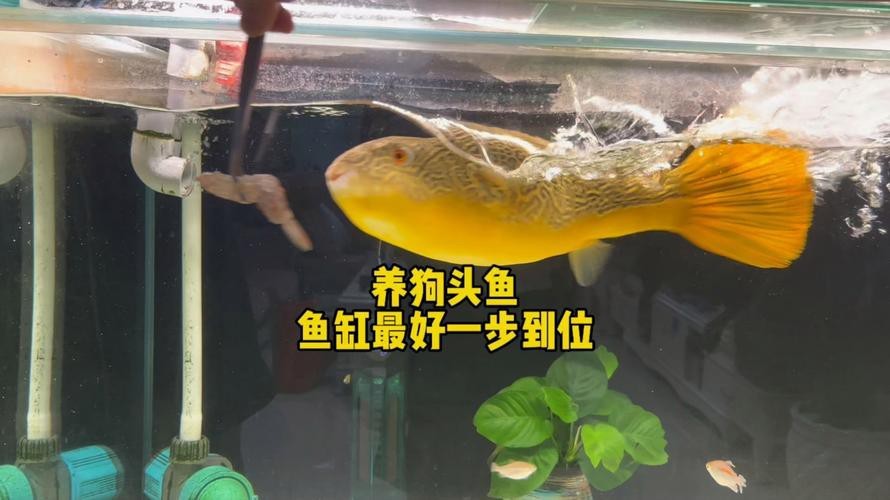 狗頭魚可以和龍魚混養(yǎng)嗎圖片大全