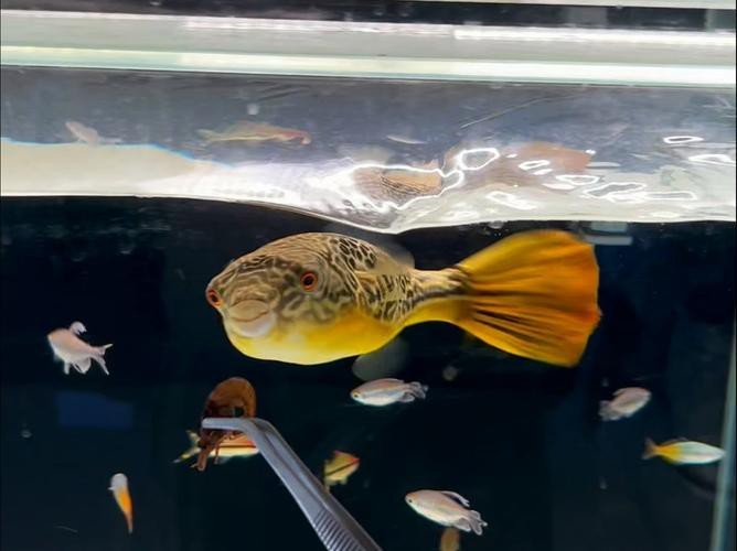 狗頭魚可以和龍魚混養(yǎng)嗎圖片大全