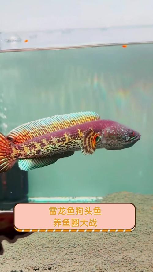 狗頭魚可以和龍魚混養(yǎng)嗎圖片大全