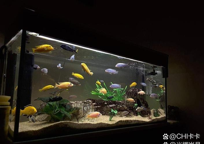 狗頭魚可以和龍魚混養(yǎng)嗎圖片大全