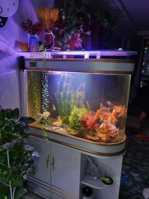 狗頭魚可以和龍魚混養(yǎng)嗎圖片大全
