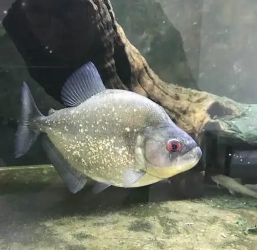 狗頭魚可以和龍魚混養(yǎng)嗎圖片大全