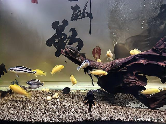 狗頭魚可以和龍魚混養(yǎng)嗎圖片大全