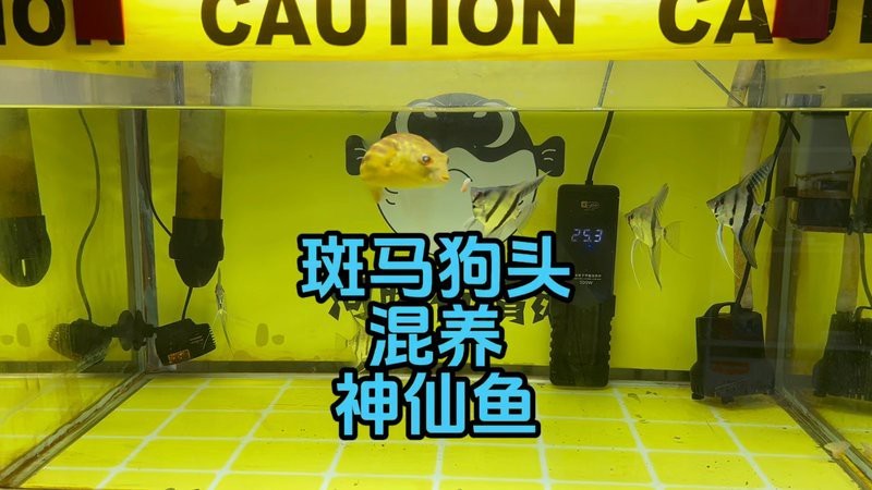 狗頭魚可以和龍魚混養(yǎng)嗎圖片大全