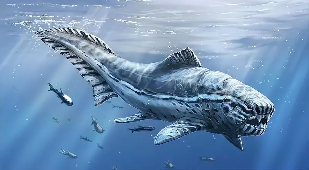 鯊魚(yú)圖片大全大圖