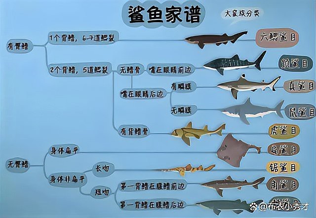 鯊魚(yú)圖片大全大圖