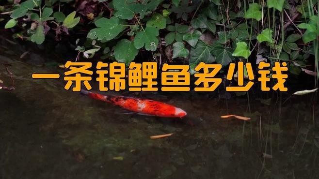德系錦鯉貴還是日系貴