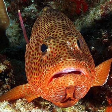紅石斑魚是什么魚