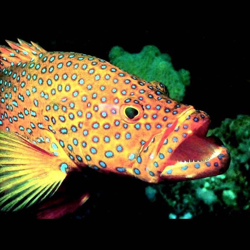 紅石斑魚是什么魚