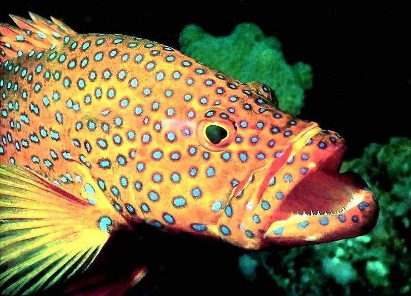紅石斑魚是什么魚