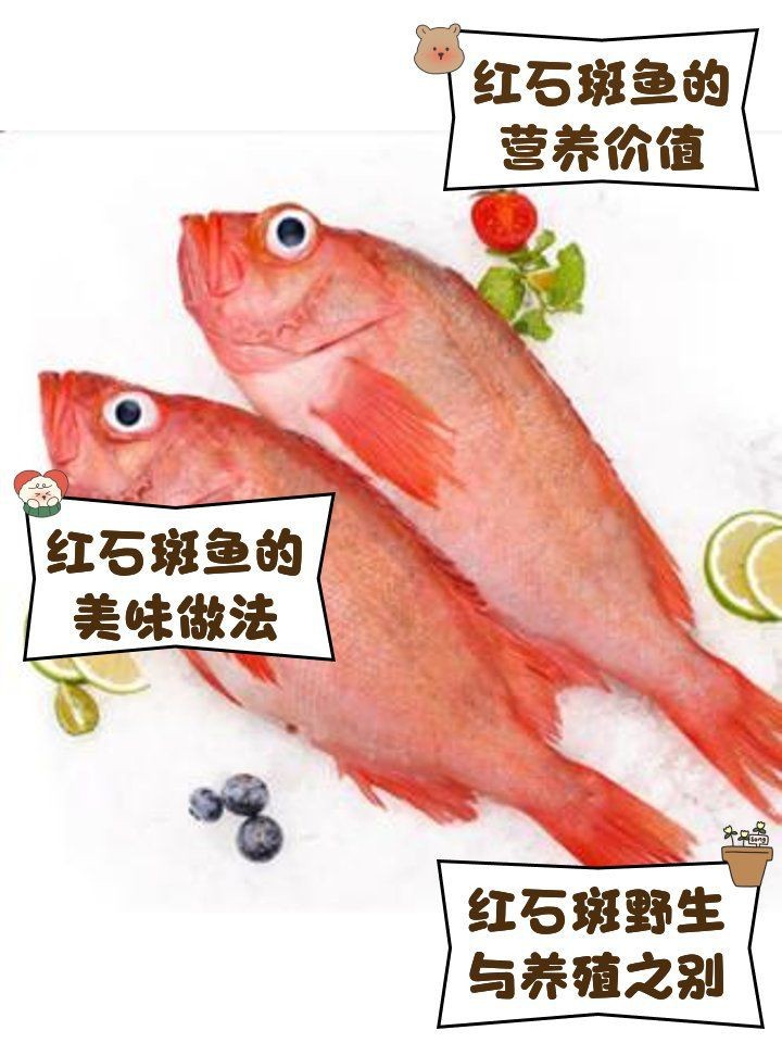 紅石斑魚是什么魚